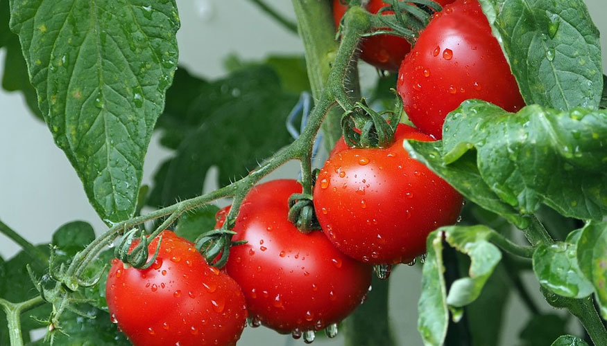 Genética del tomate