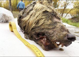 La cabeza de un lobo que vivió en Rusia hace miles de años se encuentra en perfecto estado la cabeza de un lobo