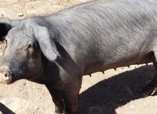 La peste porcina africana en España requiere medidas científicas más avanzadas peste porcina africana en españa