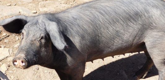 peste porcina africana en españa