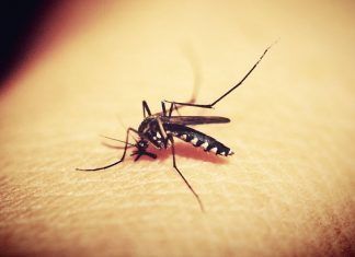 por qué te pican los mosquitos