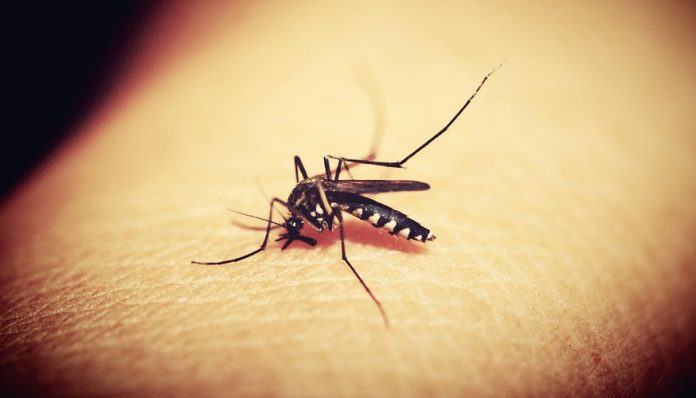 por qué te pican los mosquitos