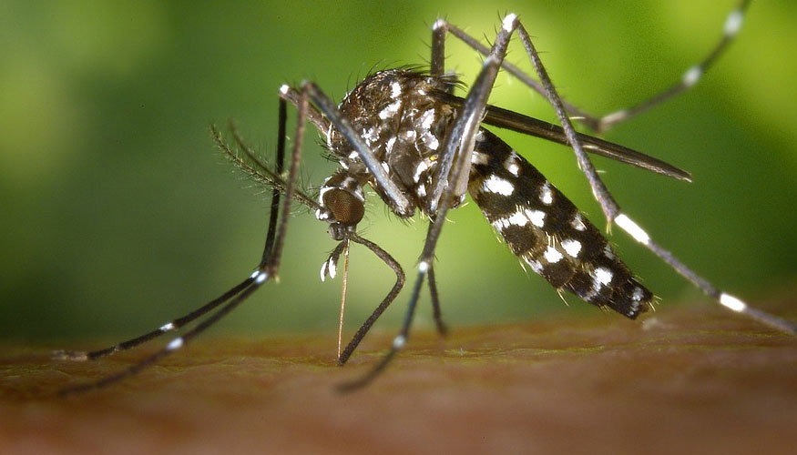 por qué te pican los mosquitos