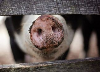Punto para la ciencia: Trasplantan con éxito órganos de cerdos editados genéticamente en monos trasplantan órganos de cerdo en monos