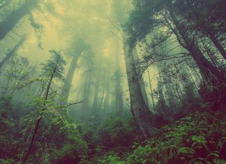 beneficios de los arboles