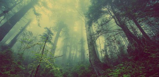 beneficios de los arboles