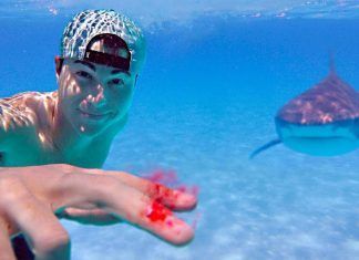 Un YouTuber revela el mito que dice que los tiburones huelen la sangre los tiburones huelen la sangre