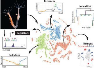La hidra y la inmortalidad