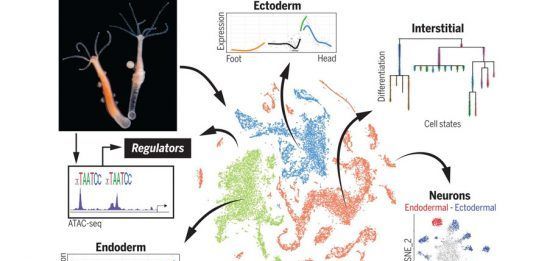 La hidra y la inmortalidad
