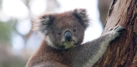 sobre la inmunidad genómica