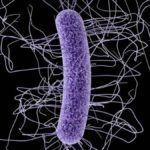 bacterias intestinales