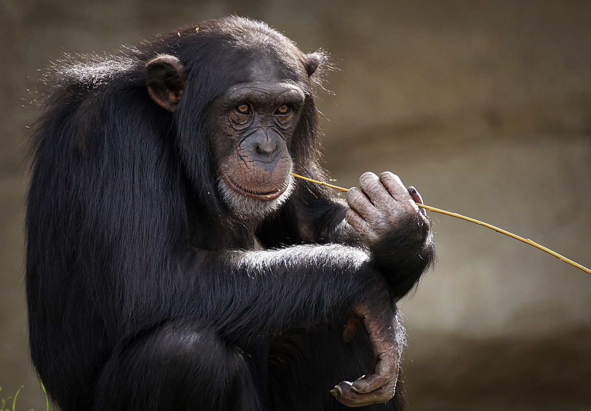 chimpancé animal más inteligente