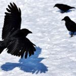 Cuervo animal más inteligente