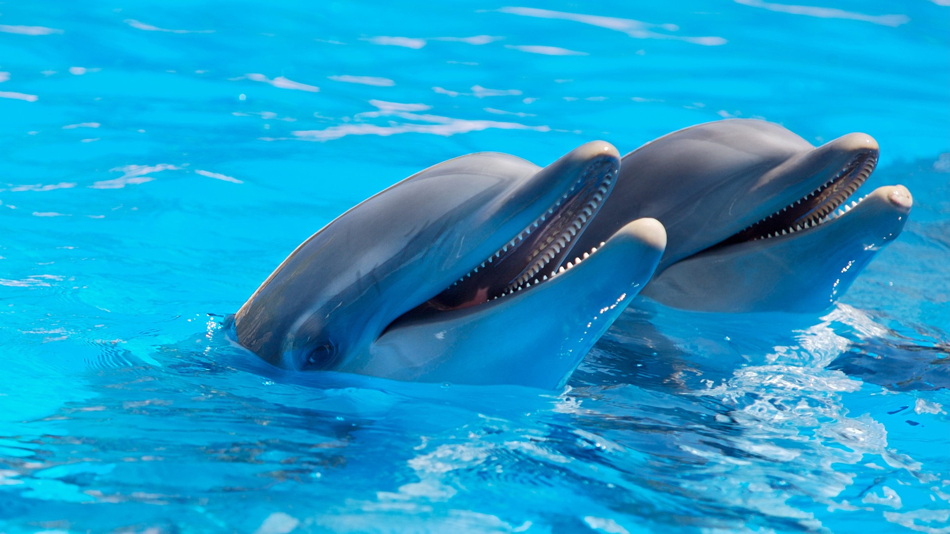 delfín animal más inteligente