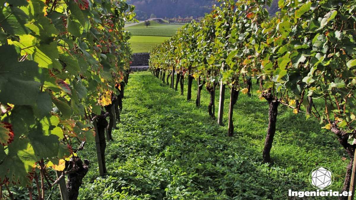 asociación de cultivos en viñedos