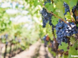 diversificación de cultivos en viñedos