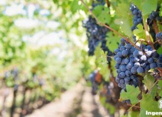 diversificación de cultivos en viñedos