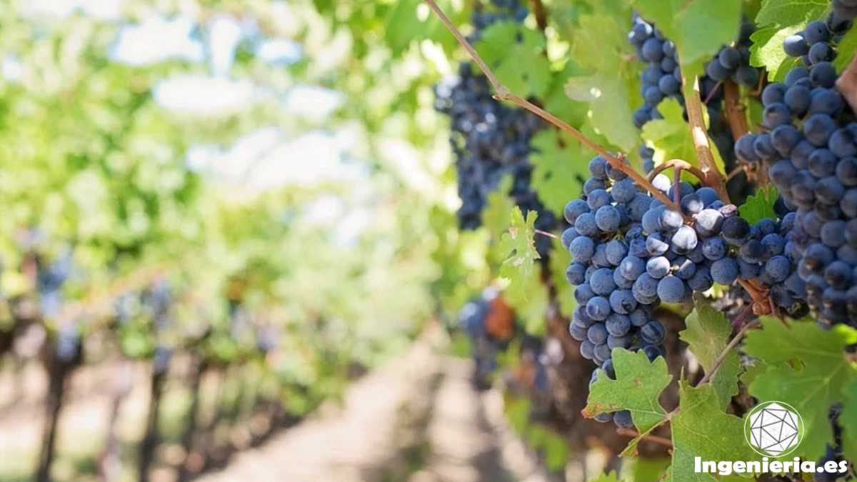 diversificación de cultivos en viñedos