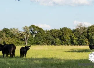 Cambios en los hábitos alimentarios en la actualidad